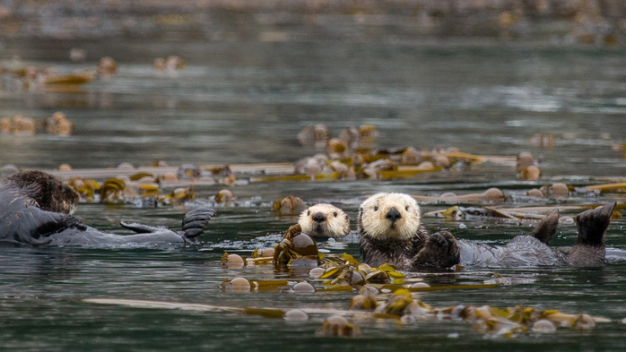 Sea otters (Enhydra lutris) float wrapped in kelp, Glacier Bay National Park and Preserve, Alaska, USA (700x393, 300Kb)