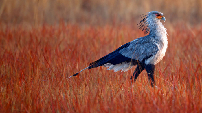 Secretarybird hunting for food in Rietvlei Nature Reserve, South Africa (700x393, 312Kb)