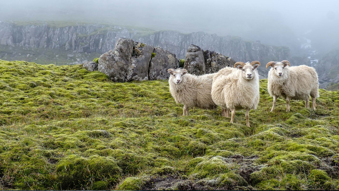 Sheep graze on the background of majestic nature, fog and moss, Iceland (700x393, 374Kb)