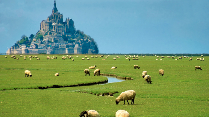 Sheep Grazing in the field in front of Mont-Saint-Michel, Normandy, France (700x393, 330Kb)