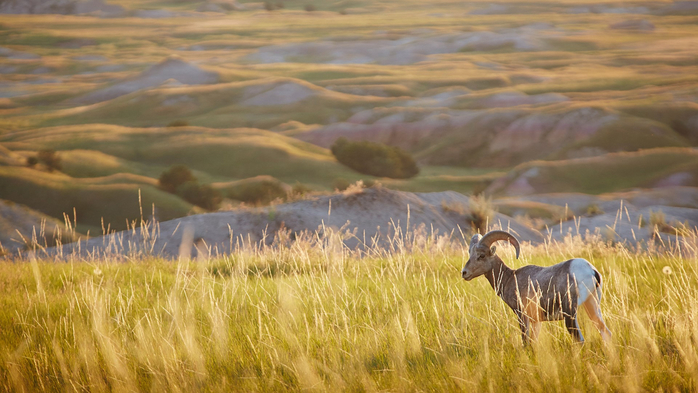 Sheep in Badlands National Park, South Dakota, USA (700x393, 336Kb)