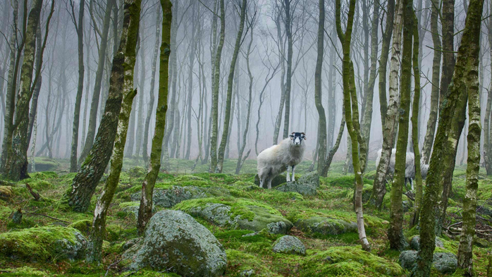 Sheep in the Peak District National Park of Derbyshire, England (700x393, 383Kb)
