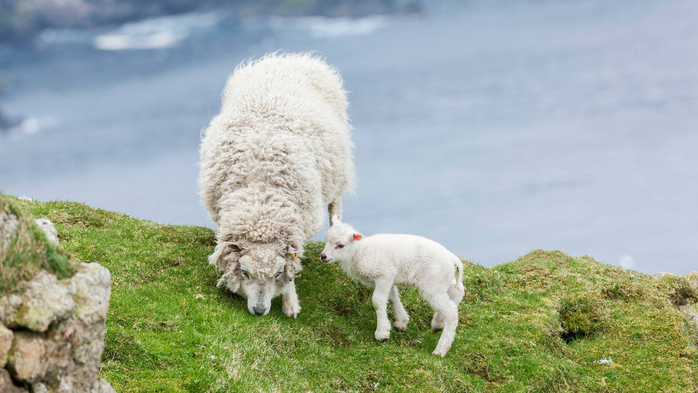 Shetland Sheep, Northern Isles in Scotland (700x393, 290Kb)