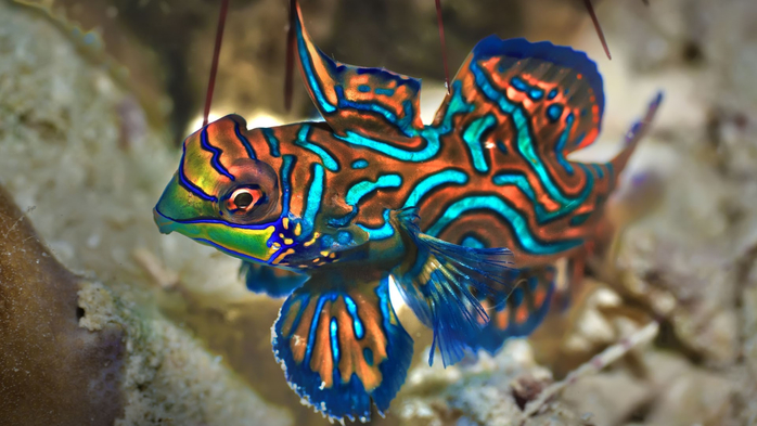 Small tropical fish Mandarinfish close-up, Sipadan, Celebes sea, Malaysia (700x393, 307Kb)