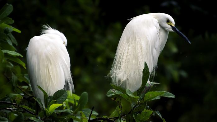 Snowy Egret, animal life and birds in nature, Living Museum, Newport News, Virginia, USA (700x393, 201Kb)