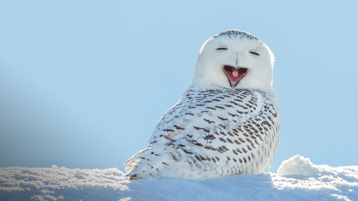Snowy owl yawning, which makes it look like its laughing, Wisconsin, USA (700x393, 181Kb)