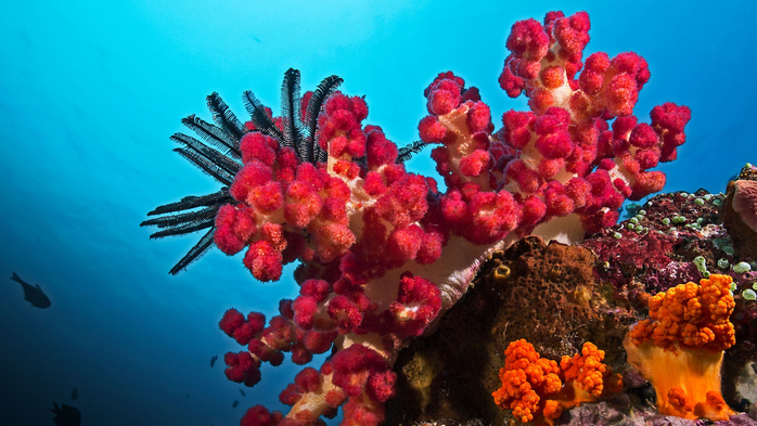 Soft coral Stereonephthya sp in the tropical sea, Sulawesi, Indonesia (700x393, 367Kb)
