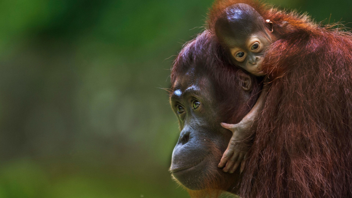 Sumatran Orangutan mother with baby on her neck, Malaysia (700x393, 244Kb)