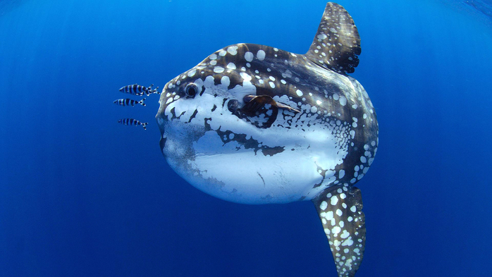 Sunfish next to several pilot fish in the waters of Tenerife, Canary Islands (700x393, 270Kb)