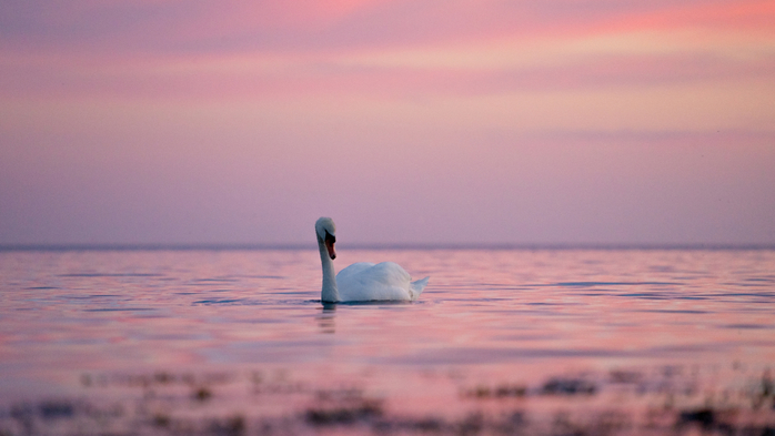 Swan at sunset - Eno, Denmark (700x393, 224Kb)