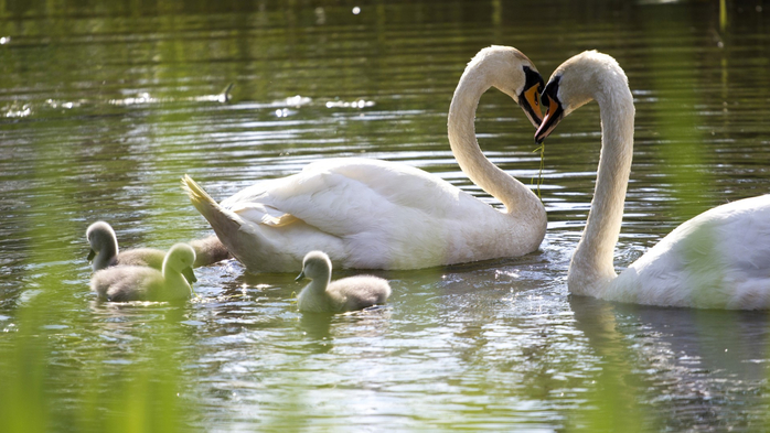 Swans family, swan heart (700x393, 322Kb)