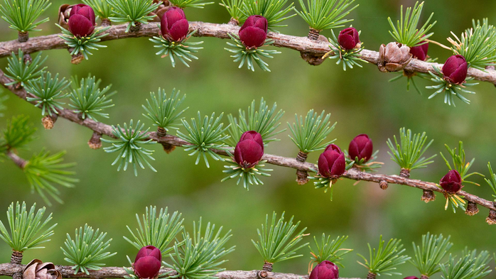 Tamarack branches with cones in Newfoundland and Labrador, Canada (700x393, 375Kb)