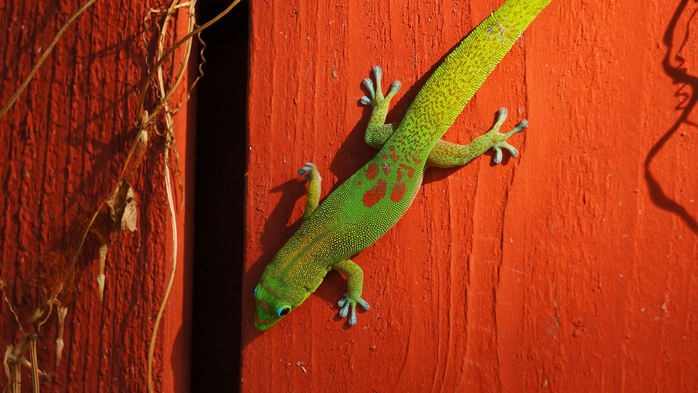Ted's Gecko (700x393, 401Kb)