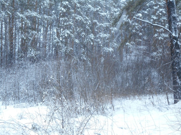 4533467_DSCN5207 (700x524, 197Kb)
