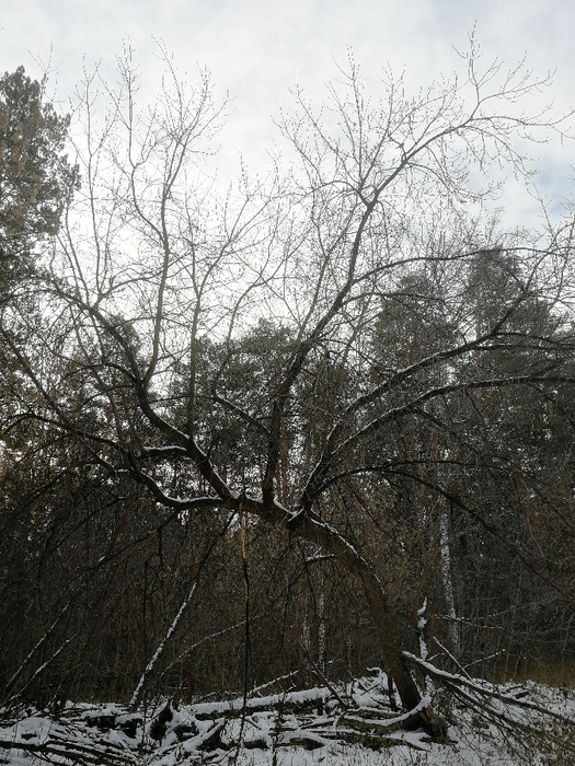 IMG_20231110_114801 (525x700, 438Kb)