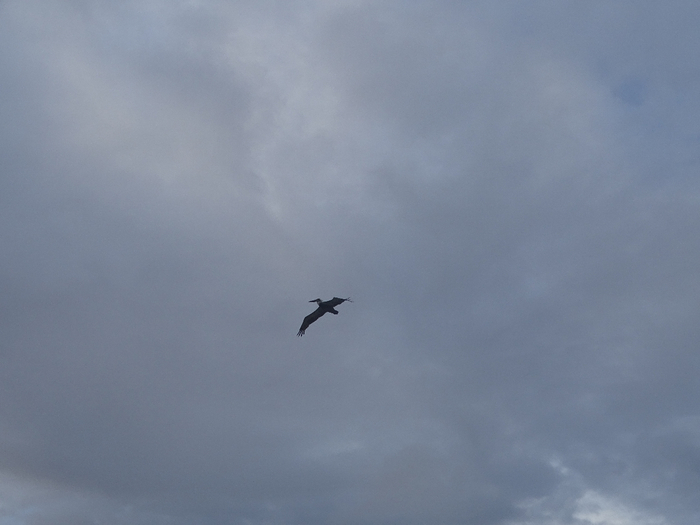 DSC00698 (700x525, 191Kb)