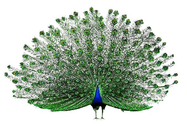 png-transparet-open-peacock-peacock-open-screen-beautiful-removebg-preview (609x410, 476Kb)