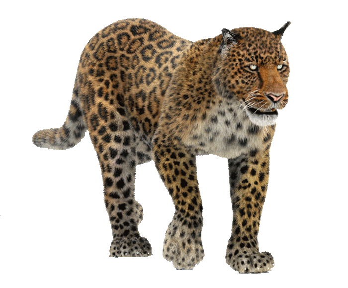 Вес леопарда