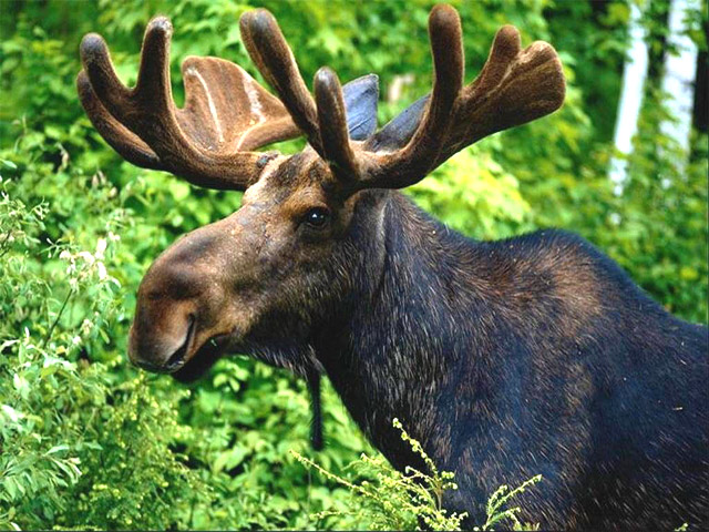 moose (640x480, 134Kb)