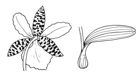 Орхидеи из ткани. МАСТЕР-КЛАСС (5) (448x252, 10Kb)
