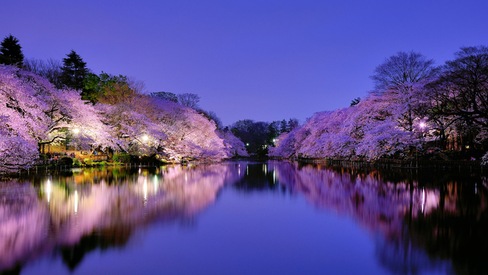 Cherry blossom lake, sakura at night, Osaka, Japan (700x393, 329Kb)