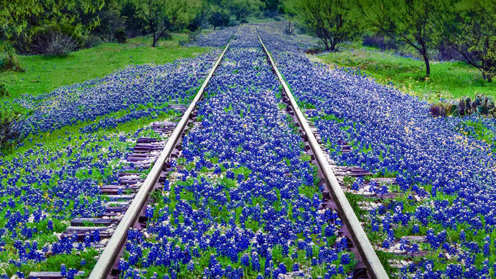 Bluebonnet wildflowers near Llano, Texas (700x393, 546Kb)