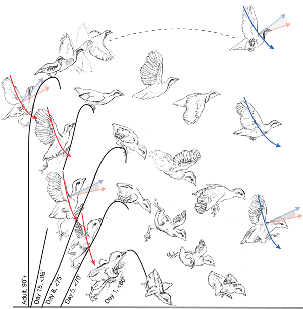 locomotor_development_600 (600x611, 87Kb)