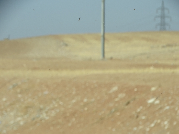 DSC00238 (700x525, 231Kb)