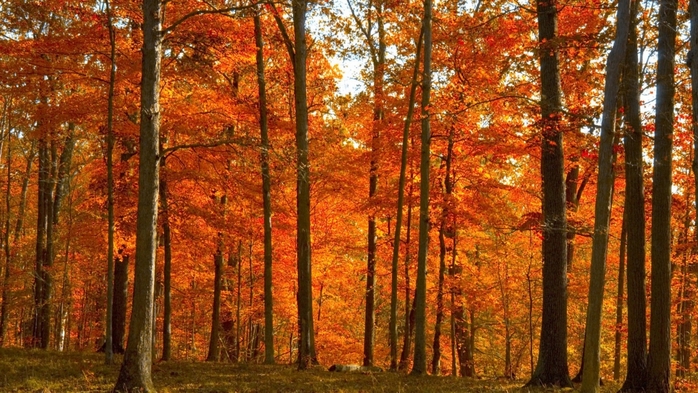 2707274_Autumn_Forest_Scotland (700x393, 304Kb)