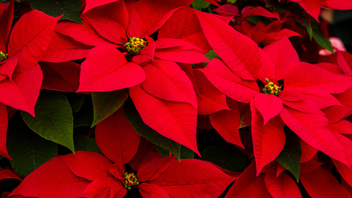 Group of red poinsettias with green foliage and yellow buds, Mexico (700x393, 345Kb)
