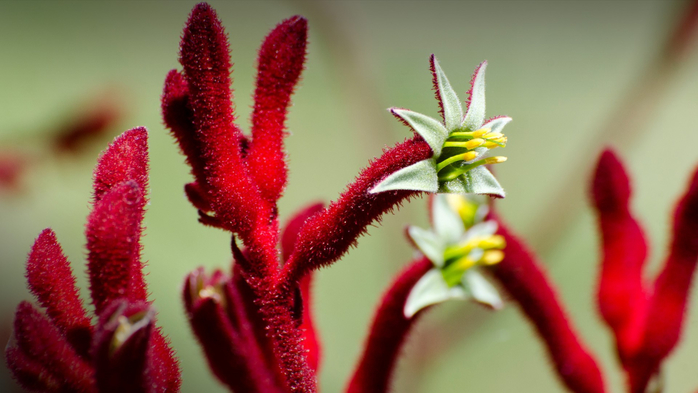 Red fuzzy flower buds and unusual flowers of Kangaroo Paw, Anigozanthos cultivar, USA (700x393, 274Kb)