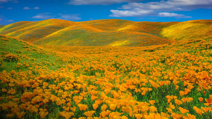 Springtime poppy (Eschscholzia californica) bloom at Antelope Valley, California, USA (700x393, 523Kb)