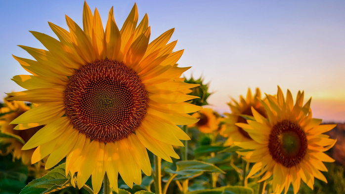 Sunflower at sunset, Croatia (700x393, 323Kb)