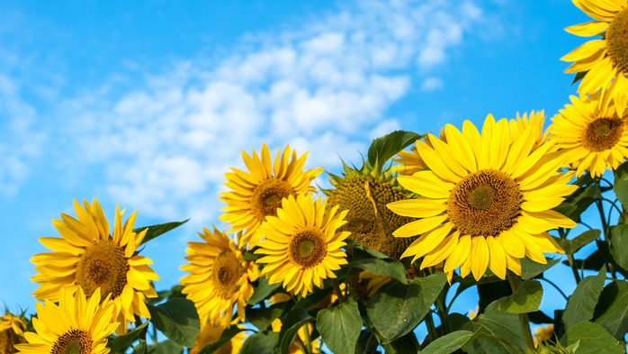 Sunflowers against a blue sky (700x393, 384Kb)