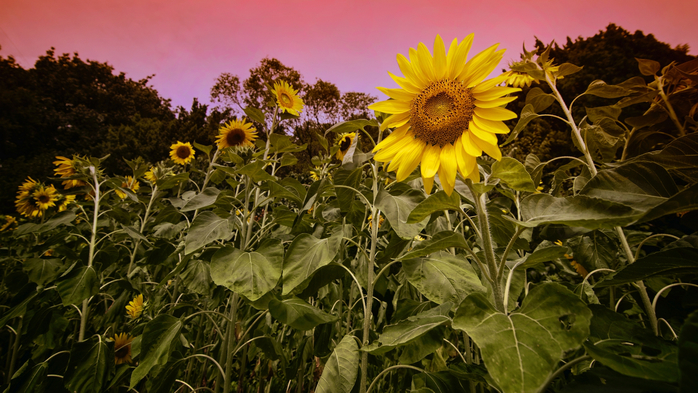 Sunflowers in sunset (700x393, 418Kb)