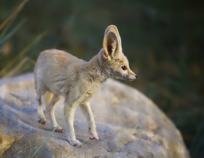 6 Fennec (700x542, 233Kb)