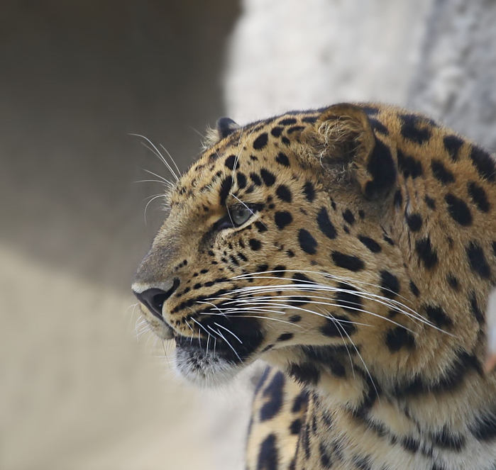 11 Far Eastern Leopard (700x663, 341Kb)