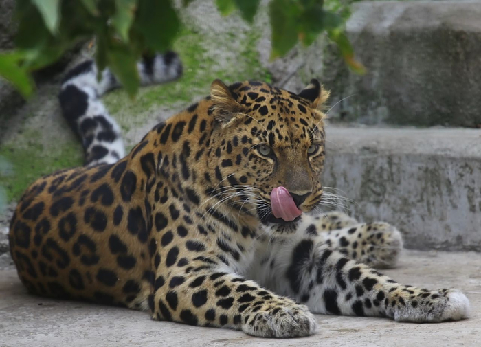 13 Far Eastern Leopard2 (700x505, 318Kb)