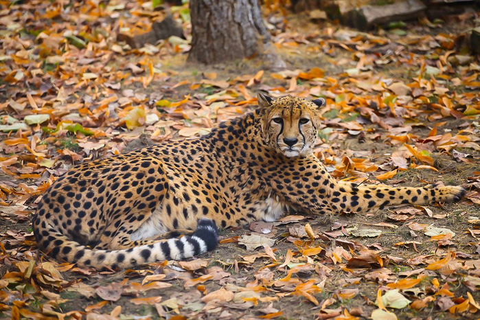 21  Cheetah (700x466, 518Kb)