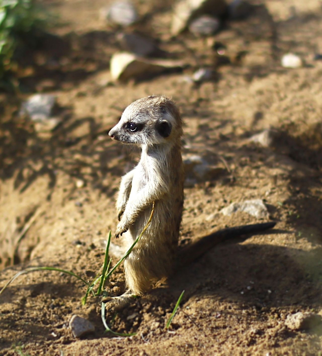 30  Meerkats (633x700, 463Kb)