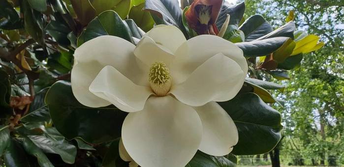 magnolija (900x740, 39Kb)