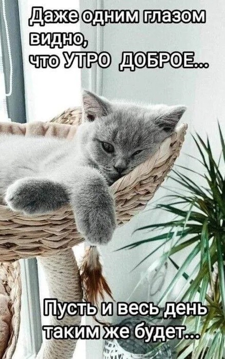 IMG_20240218_081852 (438x700, 113Kb)