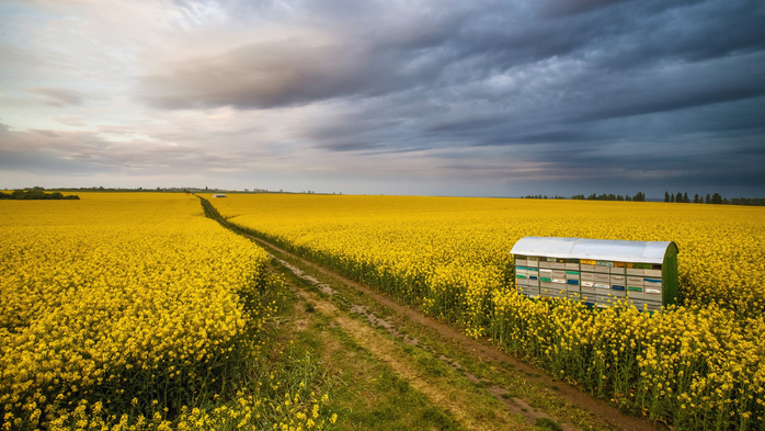 Field path through colza field with beehive, Tuscany, Italy (700x393, 385Kb)