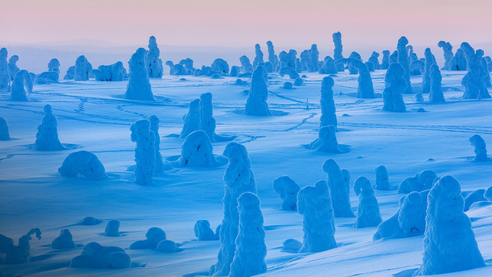 Frozen dwarf shrubs in snow at dusk, Riisitunturi National Park, Posio, Lapland, Finland (700x393, 330Kb)