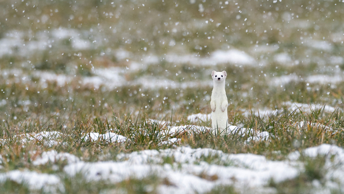 HermelinSchnee (700x393, 329Kb)