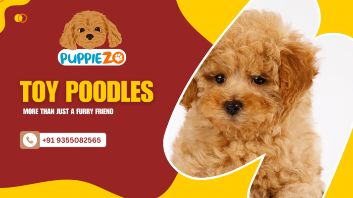 Toy Poodles Price in India (700x393, 241Kb)