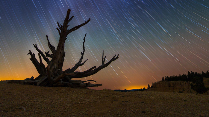 Star trails and a bristlecone pine at Bryce Canyon National Park, Utah (700x393, 336Kb)
