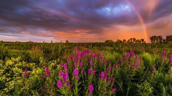 Summer landscape with rainbow at sunset over wildflowers, Baryshevka, Ukraine (700x393, 421Kb)