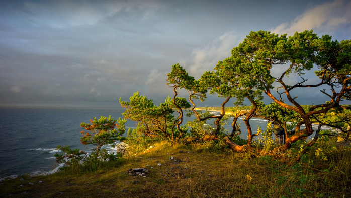 Sun illuminating pine tree by sea, Gotland, Sweden (700x393, 386Kb)