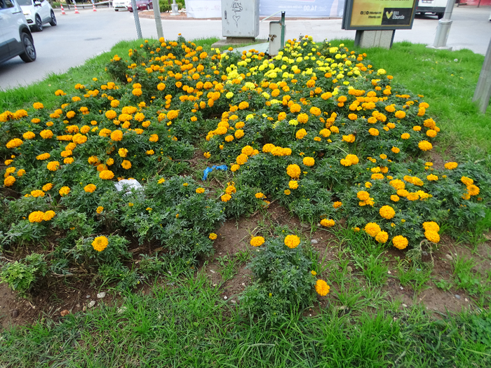 DSC00445 (700x525, 680Kb)